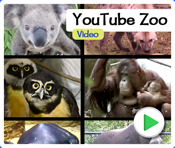 YouTube Zoo Videos