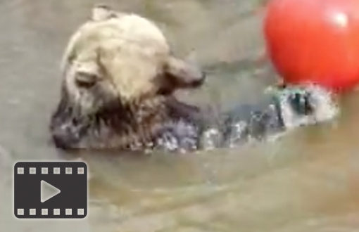 Grizzly Bear