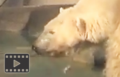 Polar Bear