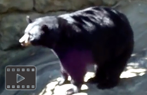 Black Bear