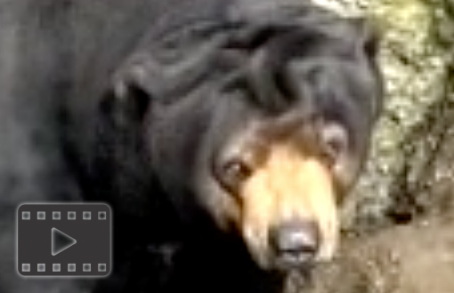 Sun Bear