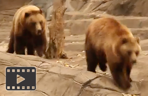 Brown Bear