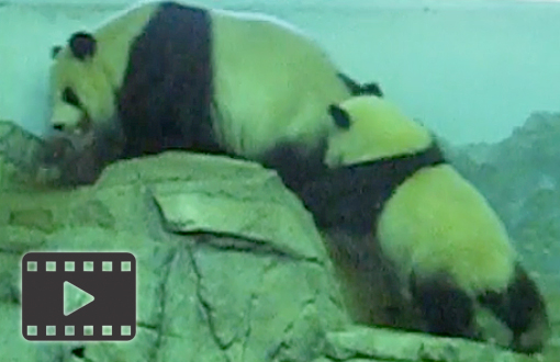 Panda Bear