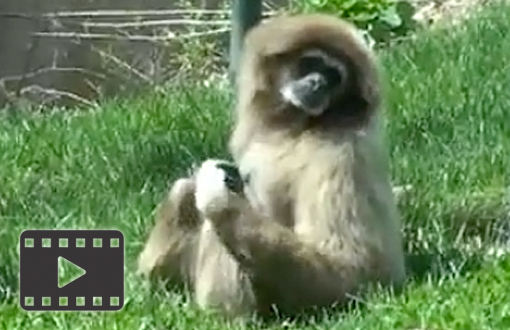 Gibbons