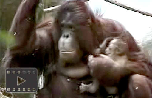 Orangutan