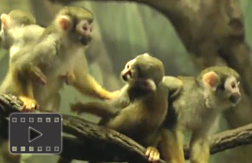 Squirrel Monkeys