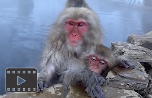 Snow Monkey