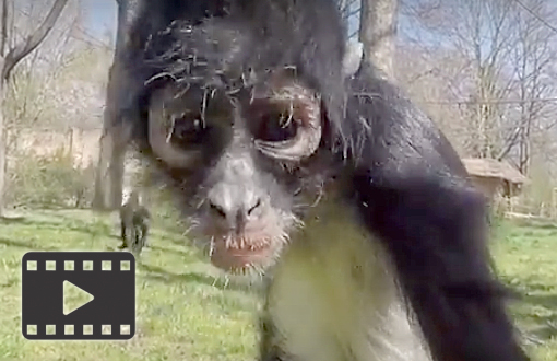 Spider Monkeys