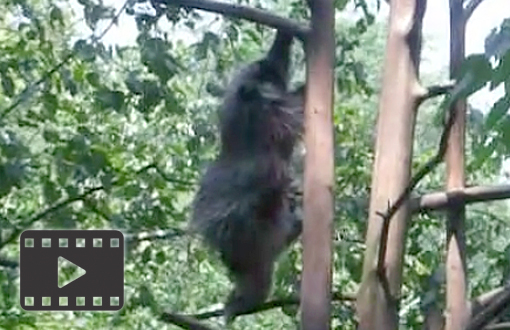 Porcupine