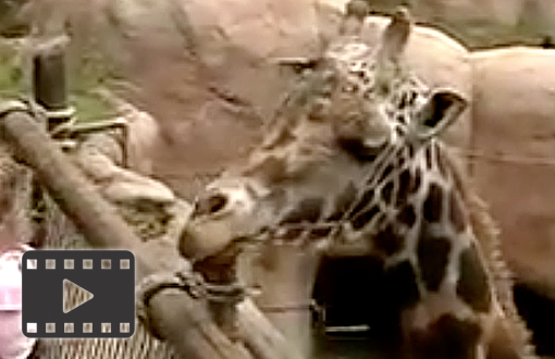 Giraffes