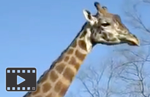 Giraffes