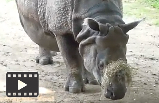 Asian Rhino 