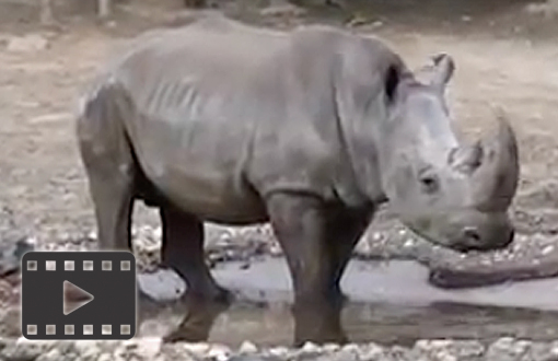 White Rhino