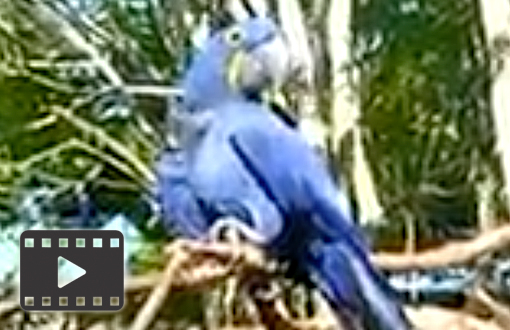 Hyacinth macaw