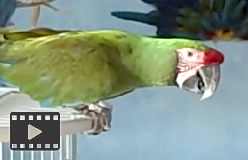 Military macaw