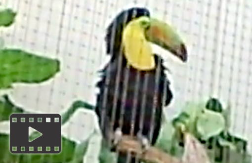 Keel-Billed Toucan