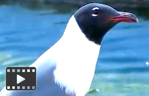 Laughing Gull