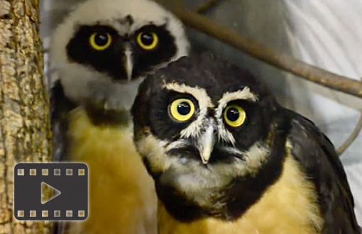 Spectacled Owl