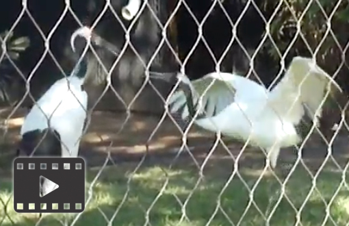 Red Crowned Crane