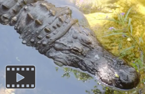 American Alligator