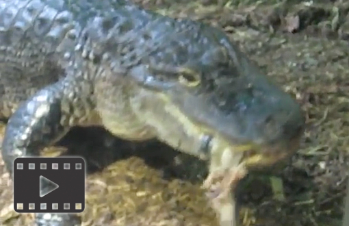 American Alligator
