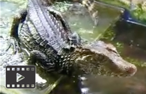 Dwarf Caiman