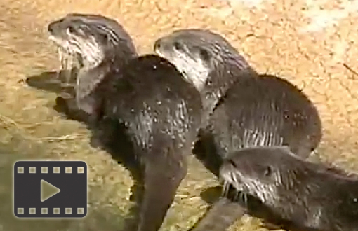 River Otters