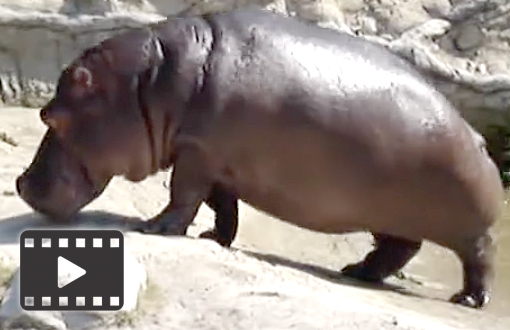Hippopotamus