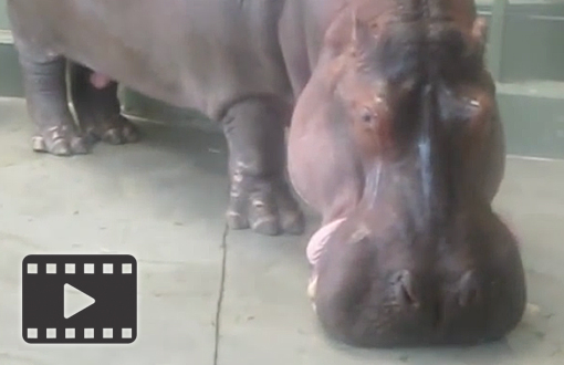 Hippopotamus