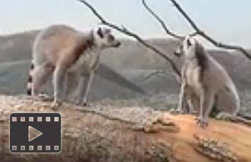 Lemurs