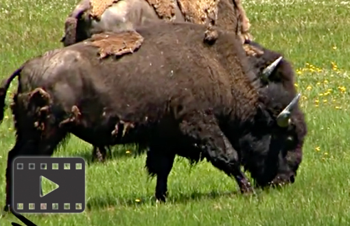 Buffalo