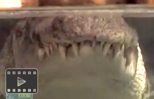 Nile Crocodiles