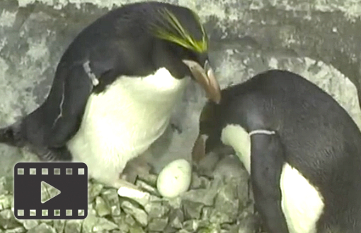 Macaroni Penguin