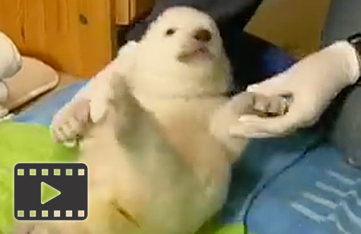 Baby Polar Bear