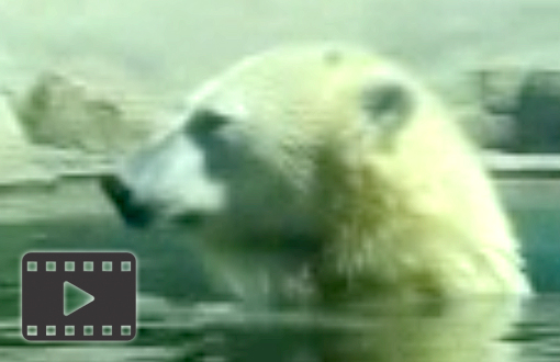 Polar Bear